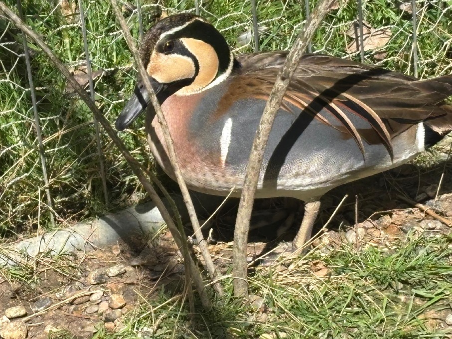 Baikal Teal