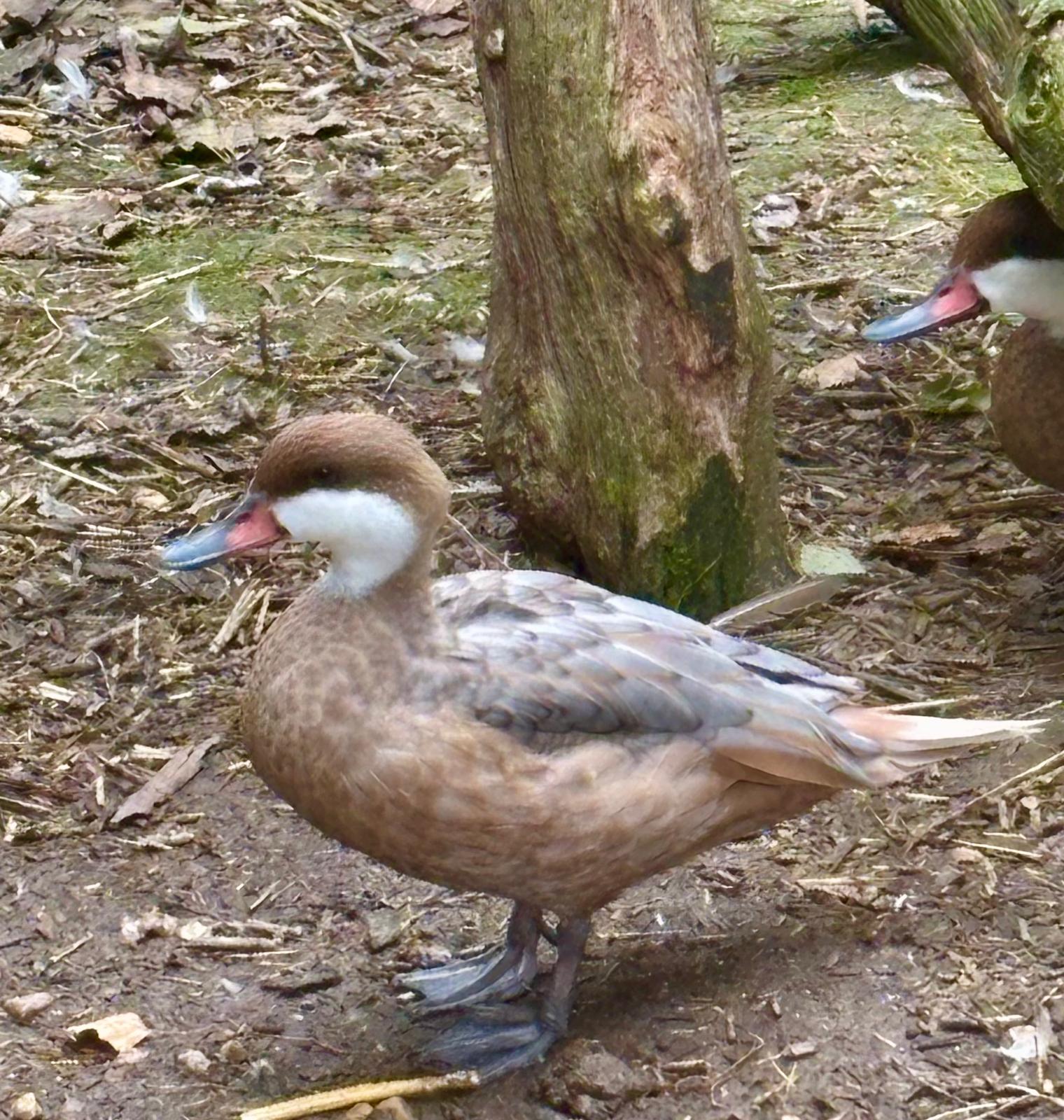 Blue Fawn Bahama Pintail