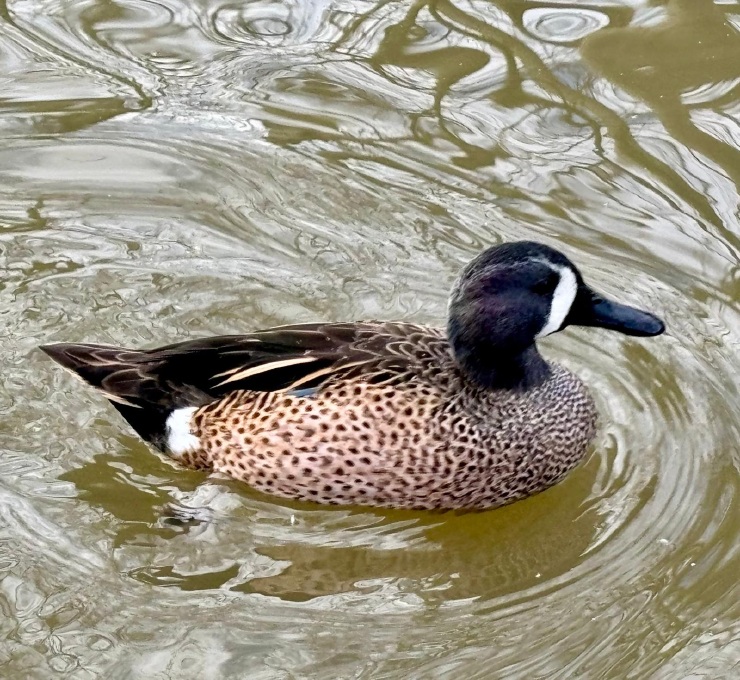 Blue-winged Teal