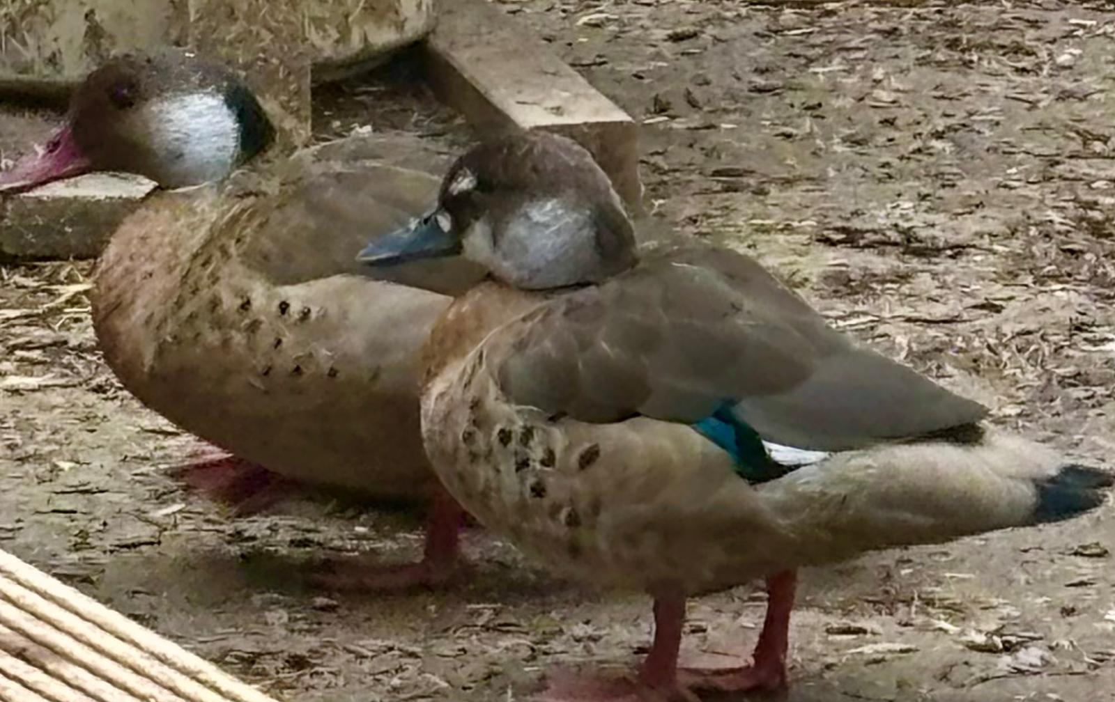Brazilian Blue-winged Teal