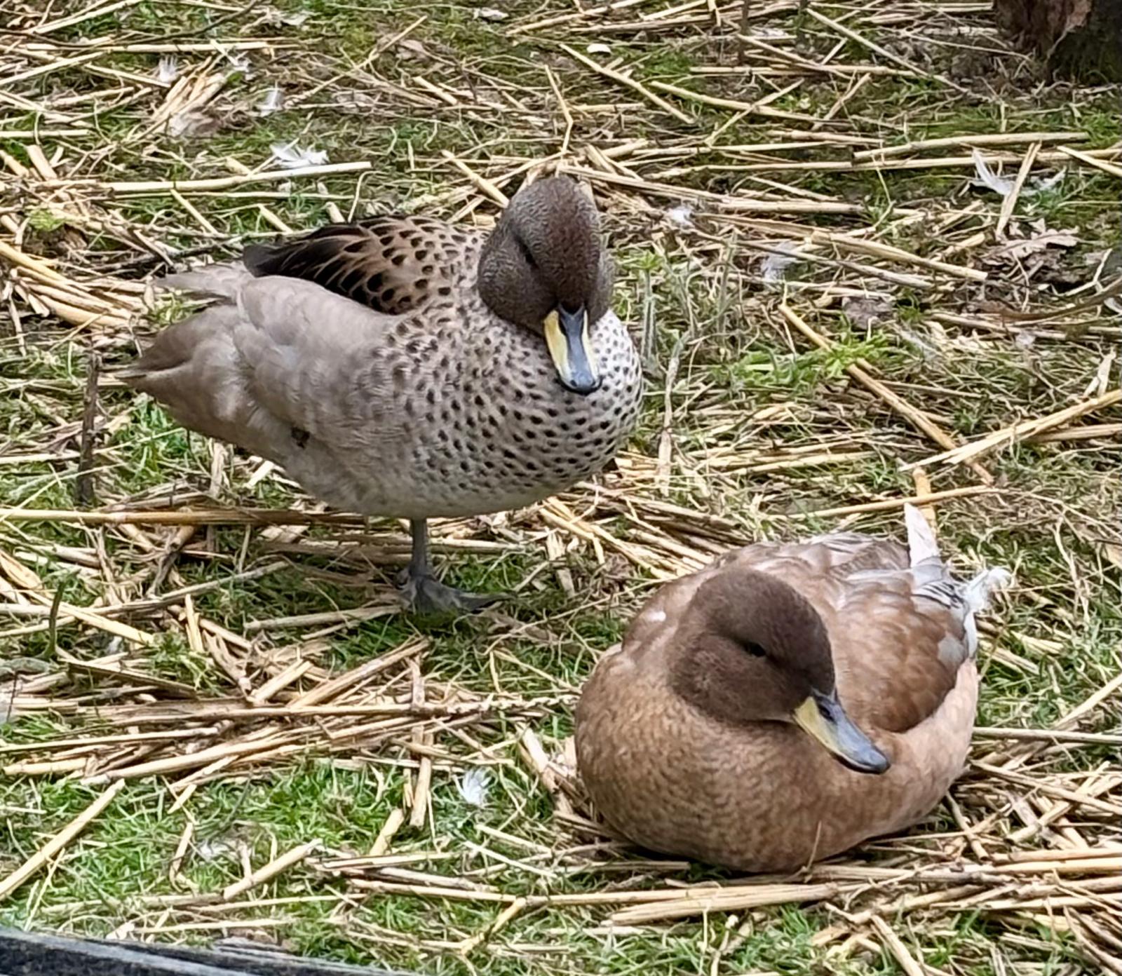 Chillian Teal