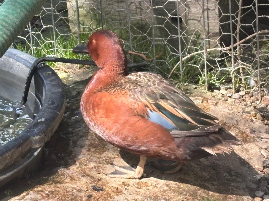 Cinnamon Teal