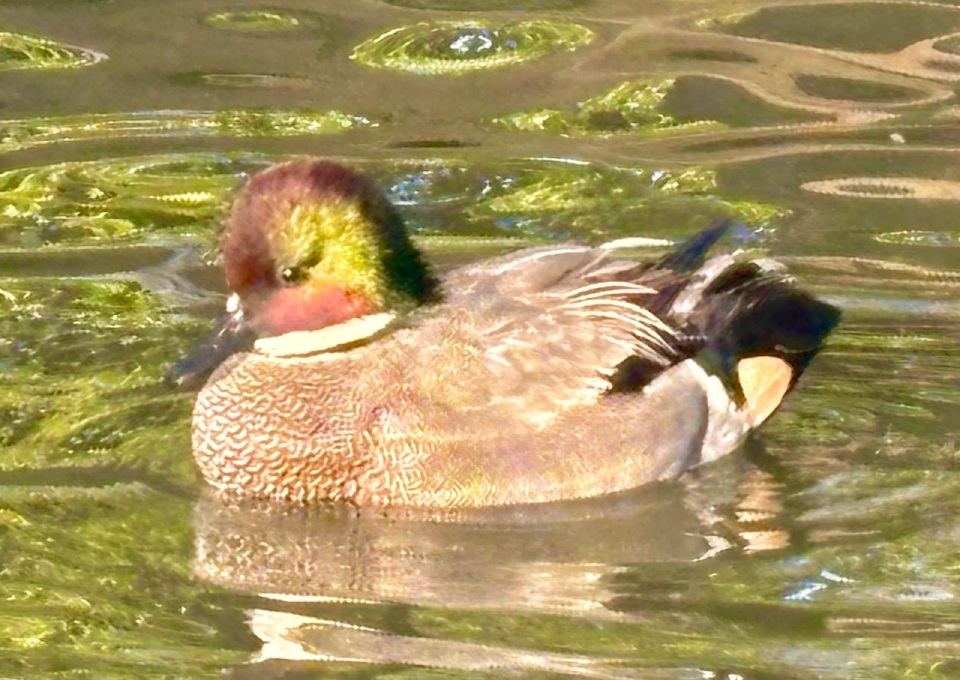 Falcated Teal