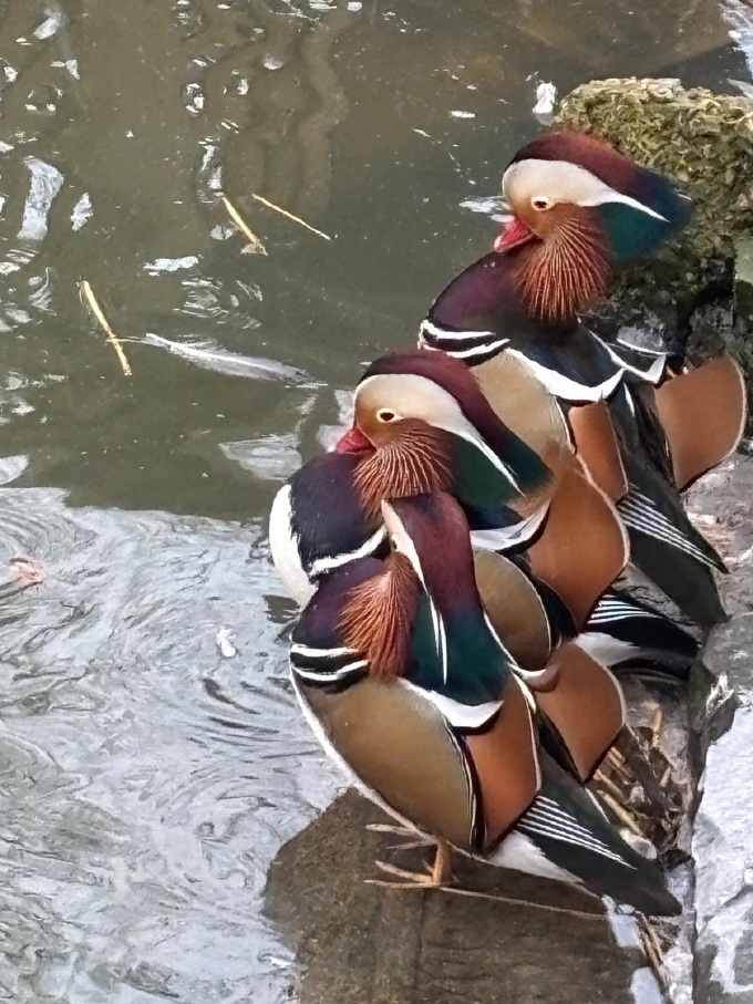 Mandarin Duck