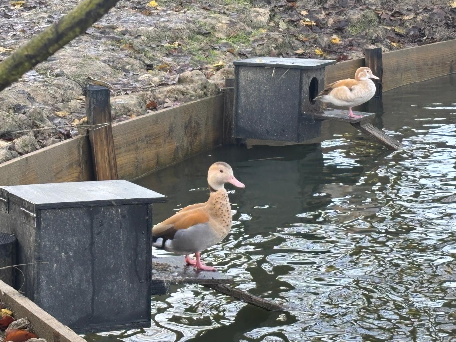Orange Ringed Teal