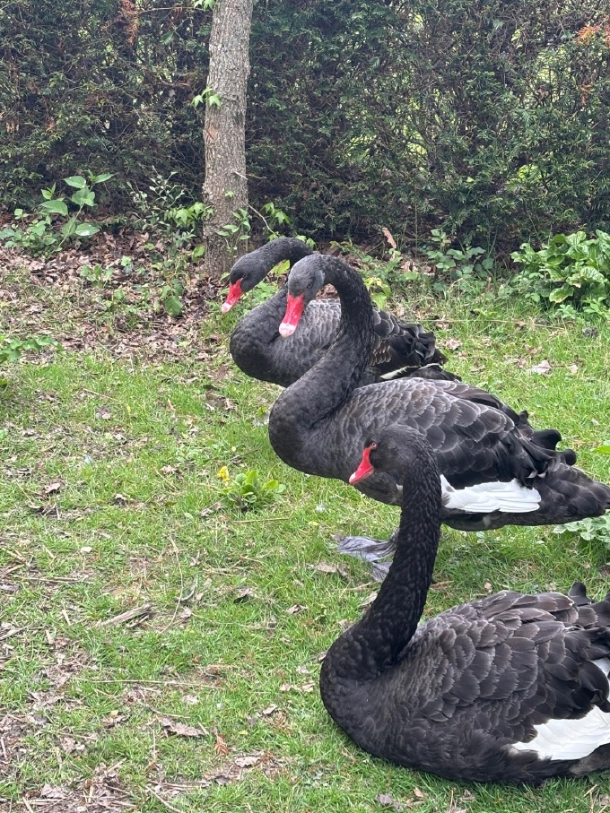 Black Swan