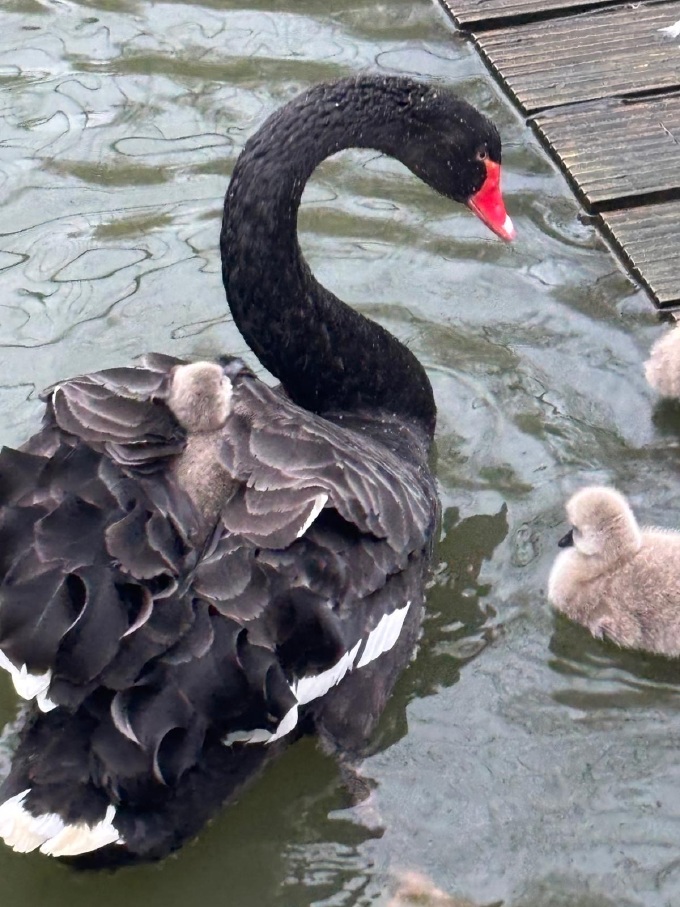 Black Swan with cygnets