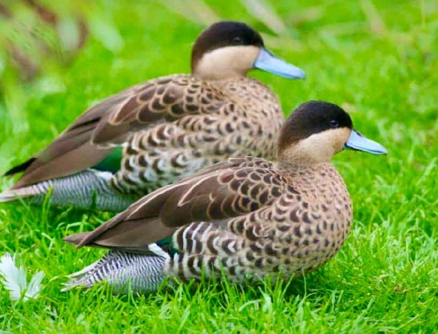 Versicolor Teal